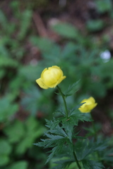 Trollius europaeus