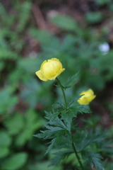 Trollius europaeus