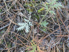 Potentilla tergemina