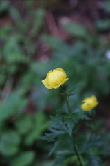 Trollius europaeus