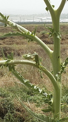 Cynara syriaca