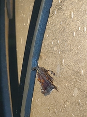Clydonopteron sacculana