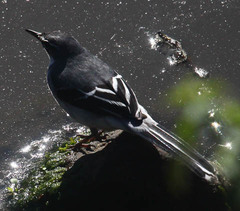 Motacilla clara