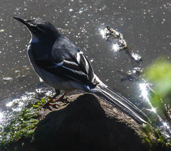 Motacilla clara