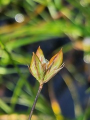 Juncus stygius americanus