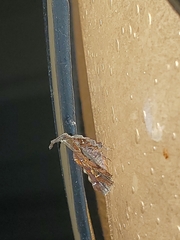 Clydonopteron sacculana