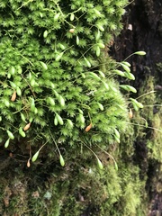 Schizymenium bryoides