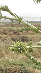 Cynara syriaca