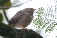 Argya striata