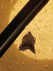 Clydonopteron sacculana