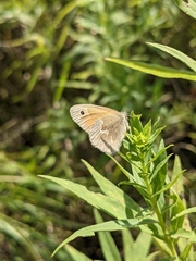 Coenonympha california