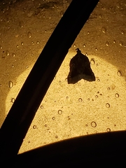 Clydonopteron sacculana
