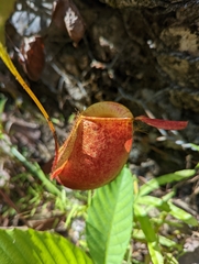 Nepenthes ampullaria