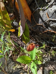 Nepenthes ampullaria