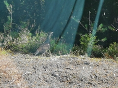 Tetrao urogallus