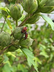 Pyrrhocoris apterus