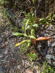 Nepenthes ampullaria