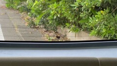 Amaurornis phoenicurus