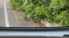 Amaurornis phoenicurus