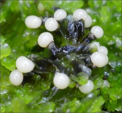 Elaeomyxa