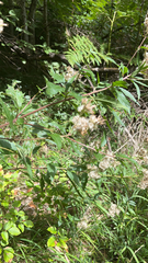 Eupatorium cannabinum