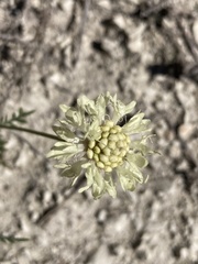Cephalaria uralensis