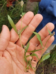 Persicaria lapathifolia