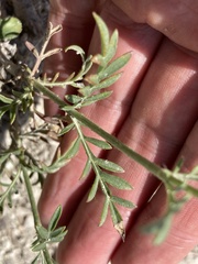 Cephalaria uralensis