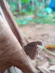 Mycalesis mineus