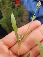 Persicaria lapathifolia
