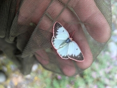 Colias palaeno