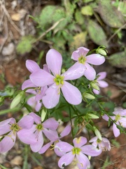 Sabatia angularis