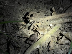 Fejervarya sakishimensis