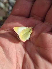 Colias palaeno
