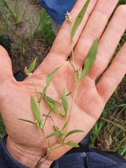 Persicaria lapathifolia