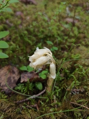 Monotropa hypopitys