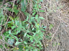 Coprosma ×cunninghamii