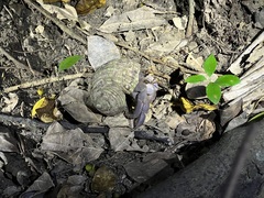 Coenobita brevimanus