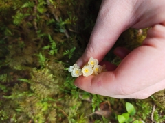 Monotropa hypopitys
