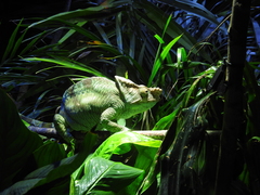 Calumma parsonii parsonii