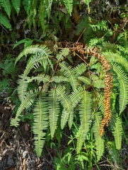 Dicranopteris linearis