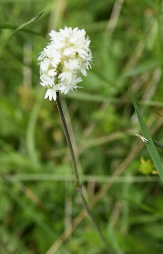 Silene roemeri, photograph 3