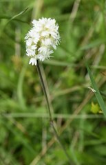 Silene roemeri
