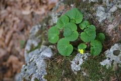 Viola biflora