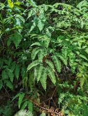 Dicranopteris linearis