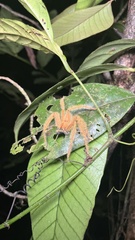 Heteropoda davidbowie