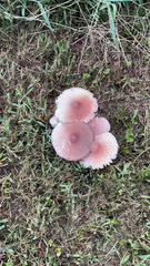 Leucoagaricus americanus