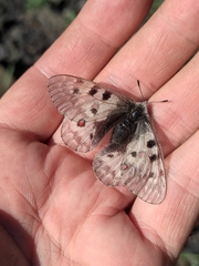 Parnassius phoebus