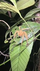 Heteropoda davidbowie