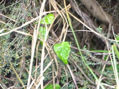 Convolvulaceae